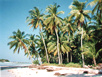 Maldives - Little Hura Island - Coconut Palms